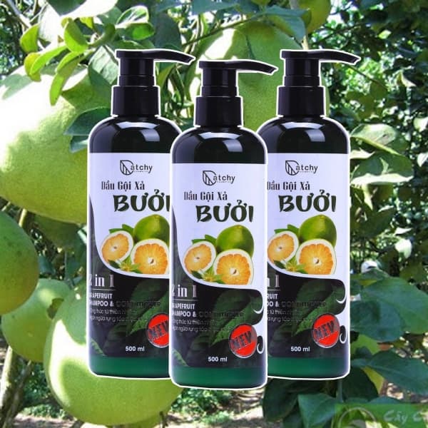 Dầu gội xả BưởiI CatChy 2 in1  kích thích mọc tóc và ngăn ngừa rụng tóc